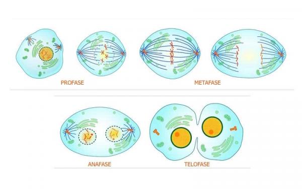 C Mo Es El Funcionamiento De La Mitosis Diarios Ciudadanos